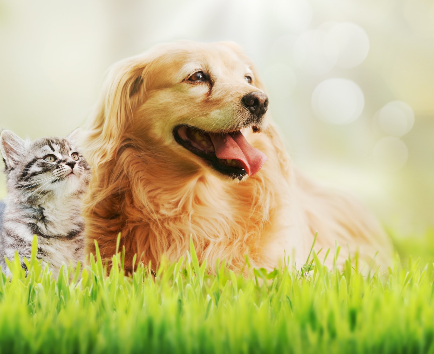 A golden retriever and kitten together in a sunny field