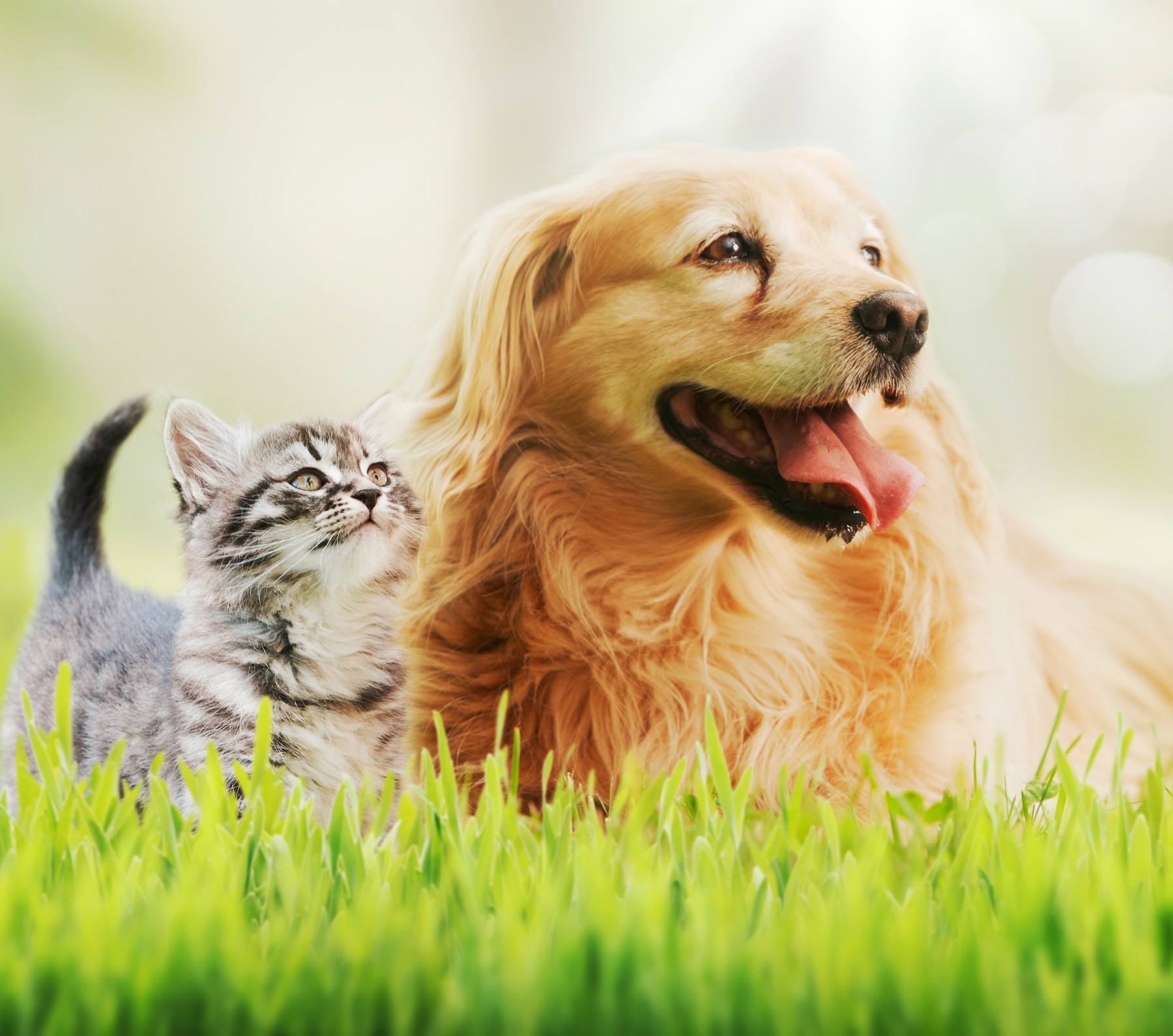 A golden retriever and kitten together in a sunny field
